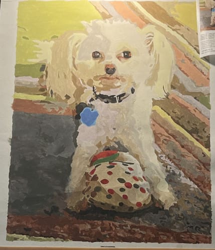 Customer photo review of Custom Paint By Numbers - Personalized Pet Portraits