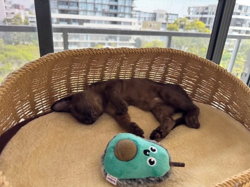 Customer photo review of 130cm Solid Oak Wood Cat Tree with Handwoven Rattan Canopy - WHH003