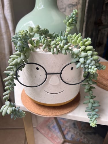 Reviewer's healthy succulent plant with long green stems in a whimsical pot with a face and glasses.