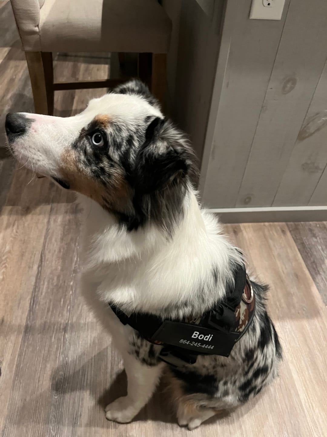 Customer photo review of Custom Hook & Loop Patch For Harness (1 Pair)