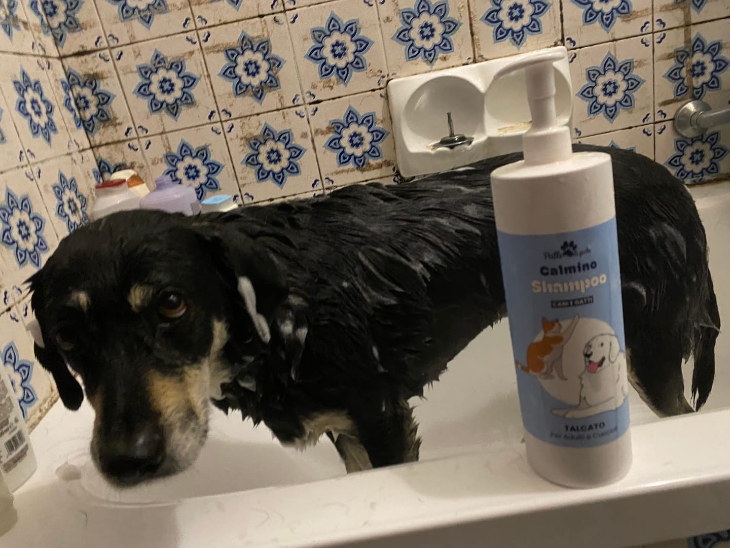 Customer photo review of CALMINO, Shampoo lenitivo e delicato universale cani, gatti e furetti