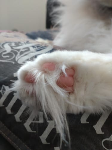 Customer photo review of Pote & Pleie