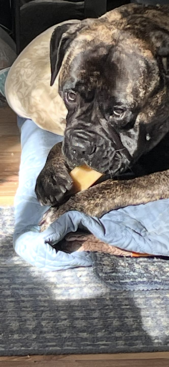 Customer photo review of Himalayan Yak Chew (MEGA)