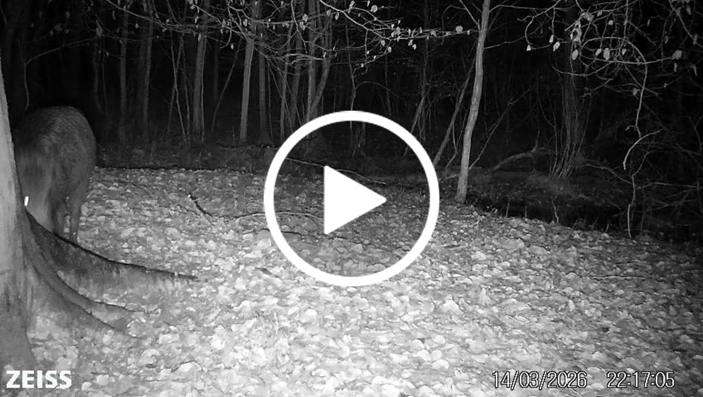Customer video review of Pansen Lockmittel - Schwarzwild und Raubwild
