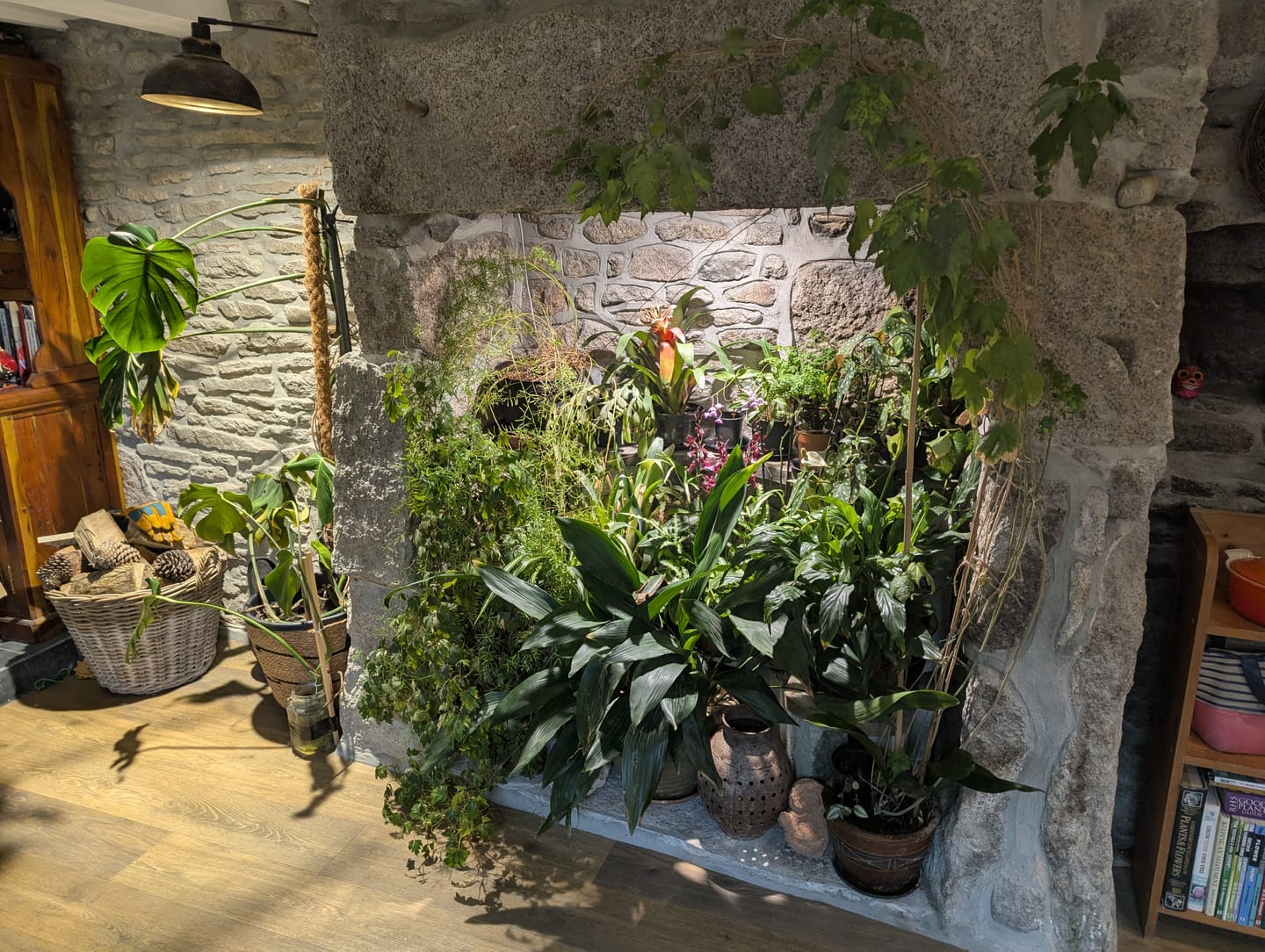 Customer photo review of Pianta 30 Grow Light LED Bulb