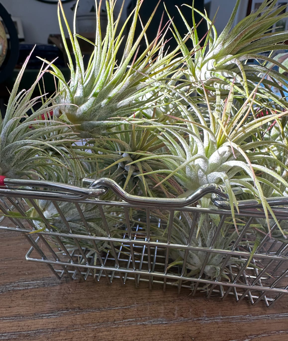Customer photo review of Wholesale Ionantha Guatemala Medium  (Minimum Order 10)