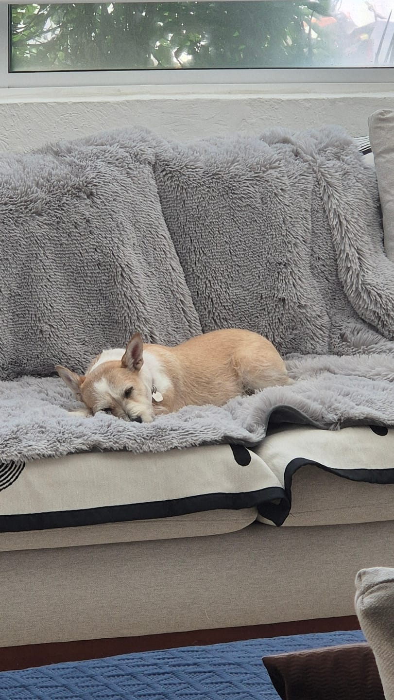 Customer photo review of Cobija Impermeable para Perros