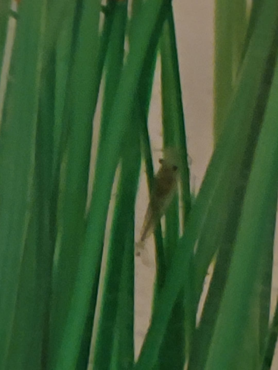 Customer photo review of Snowball Shrimp