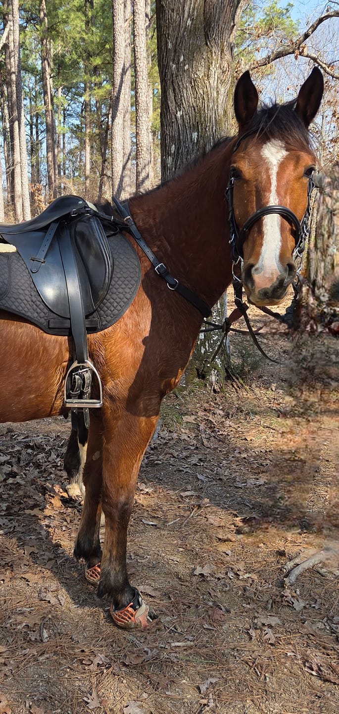 Customer photo review of Renegade® Viper Shield™ Hoof Boot - Arizona Copper