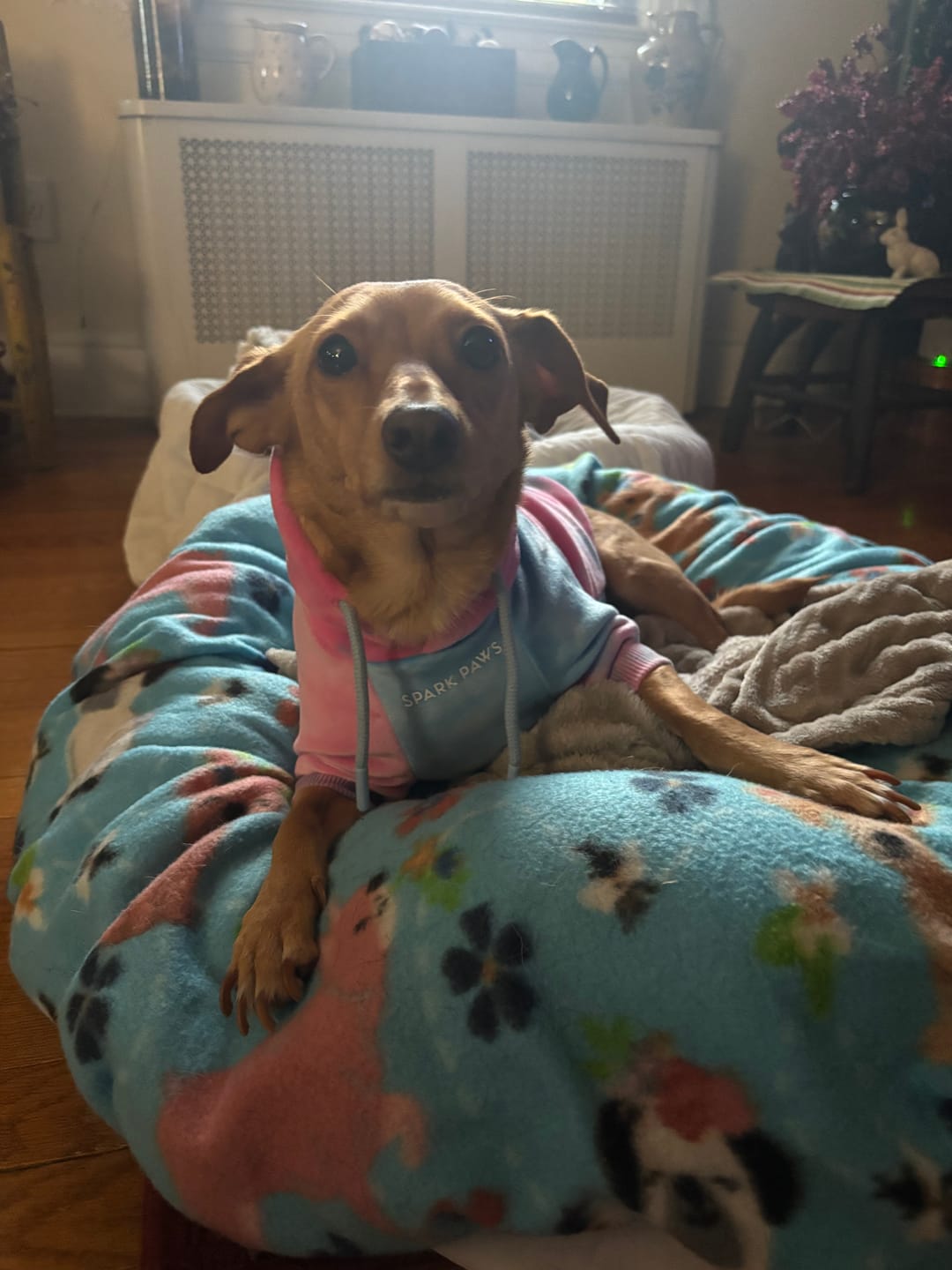 Customer photo review of Velvet Dog Hoodie - Snow Cone