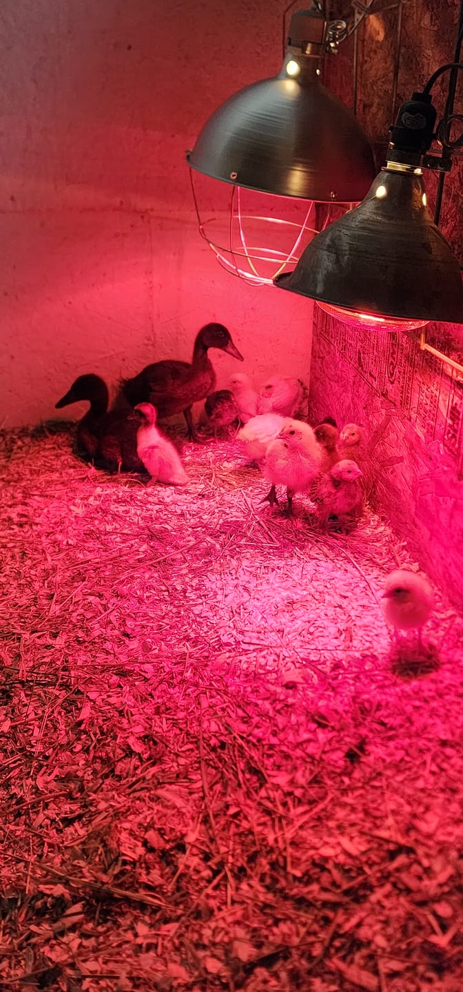 Customer photo review of Complete Guide to Healthy Chickens and Better Eggs (Digital Guide)