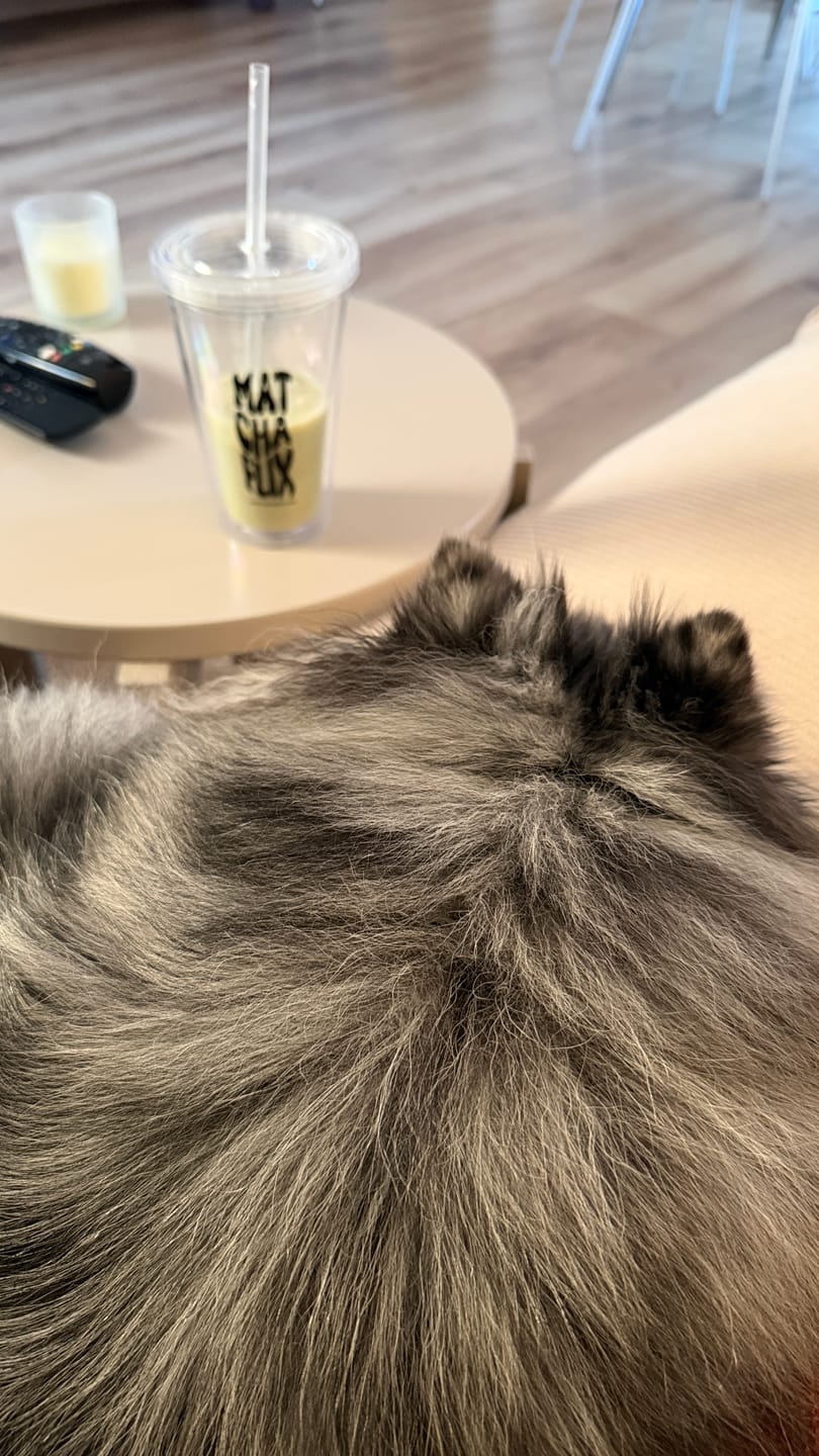 Customer photo review of Pack Sabores - Té Matcha Premium 100% Degustación