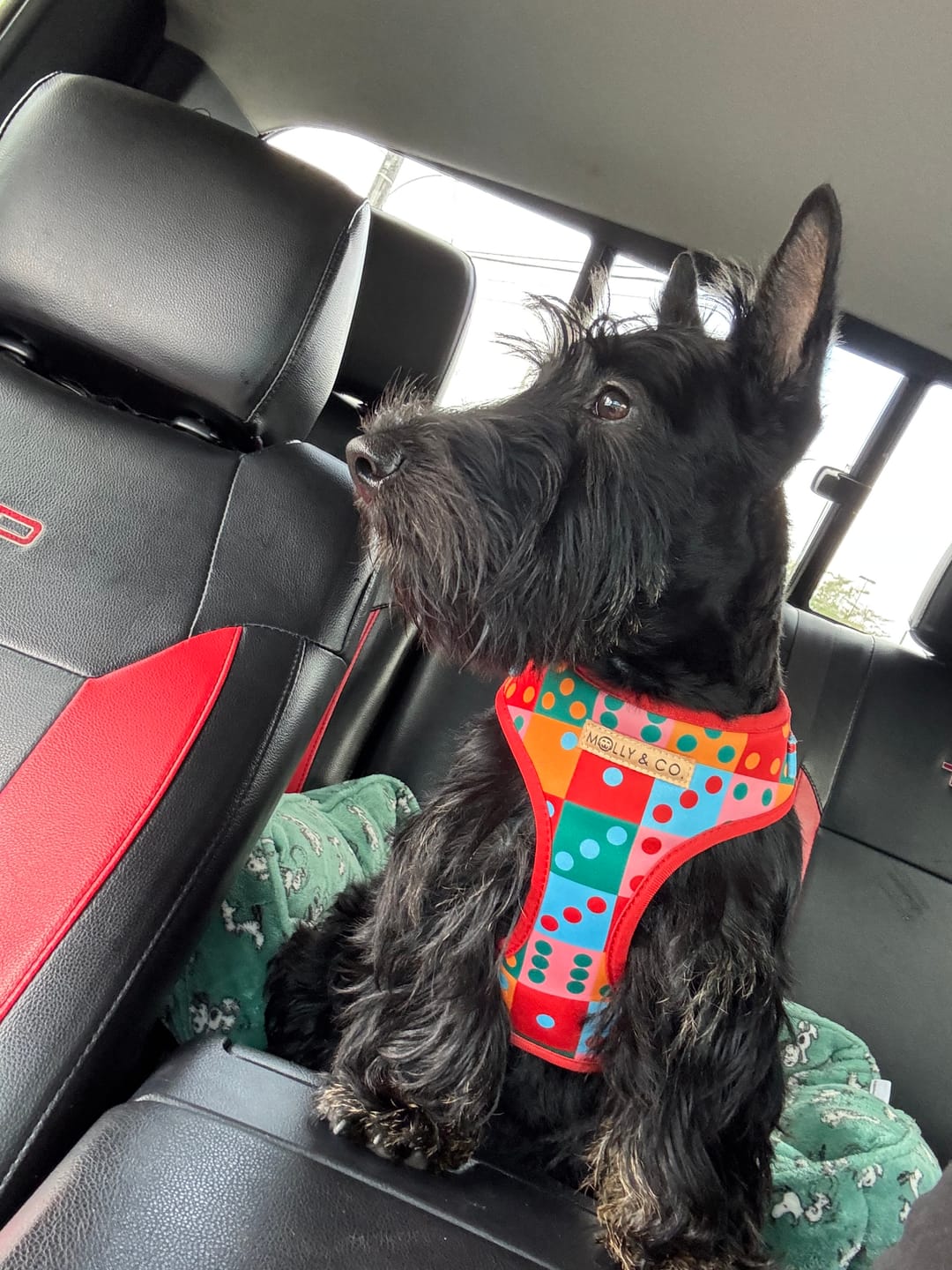 Customer photo review of Doble Seis - Adjustable Dog Harness