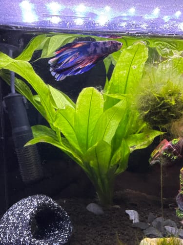 Customer's Mix Galaxy Halfmoon Male Betta Fish with vibrant blue and red fins swimming in a planted aquarium.