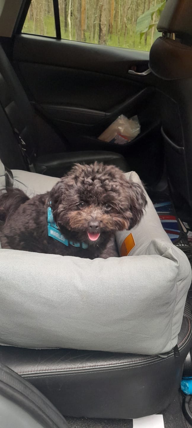 Customer photo review of Dog Car Seat Calming Bed