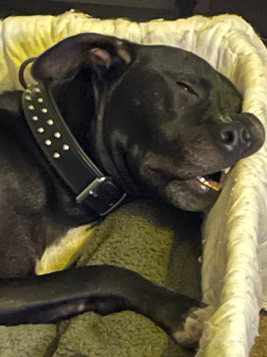 Customer photo review of Hand Made Leather Dog Collar- RuffNeck Black & Chrome (Regular Fit)
