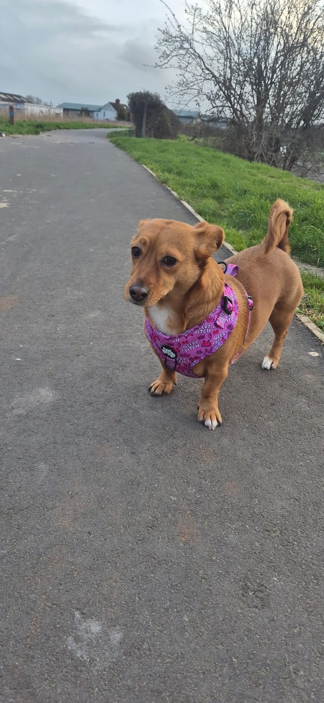 Customer photo review of Needy bi**h harness
