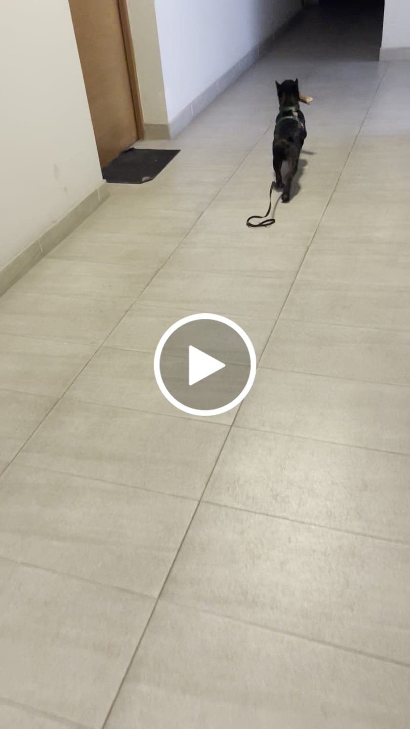 Customer video review of Asta de ciervo para perros - Principiante