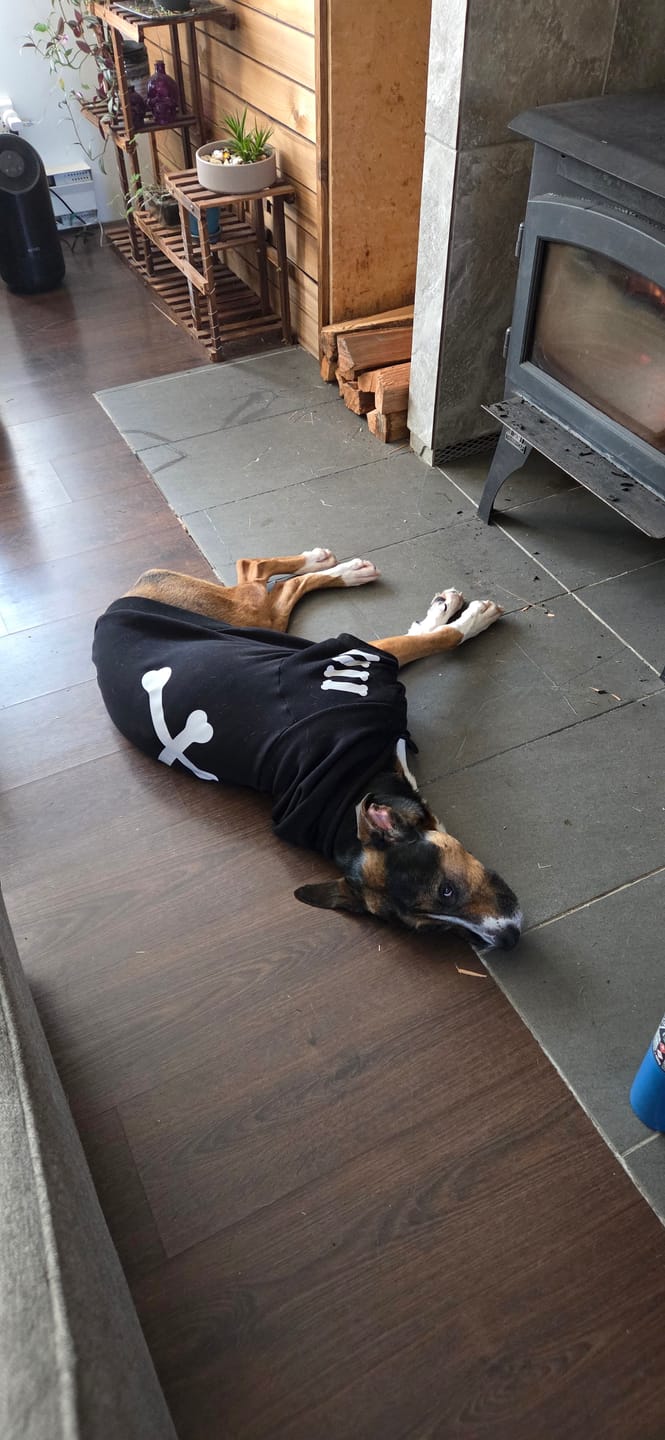 Customer photo review of "WOOF" Dog Hoodie - Black & Reflective