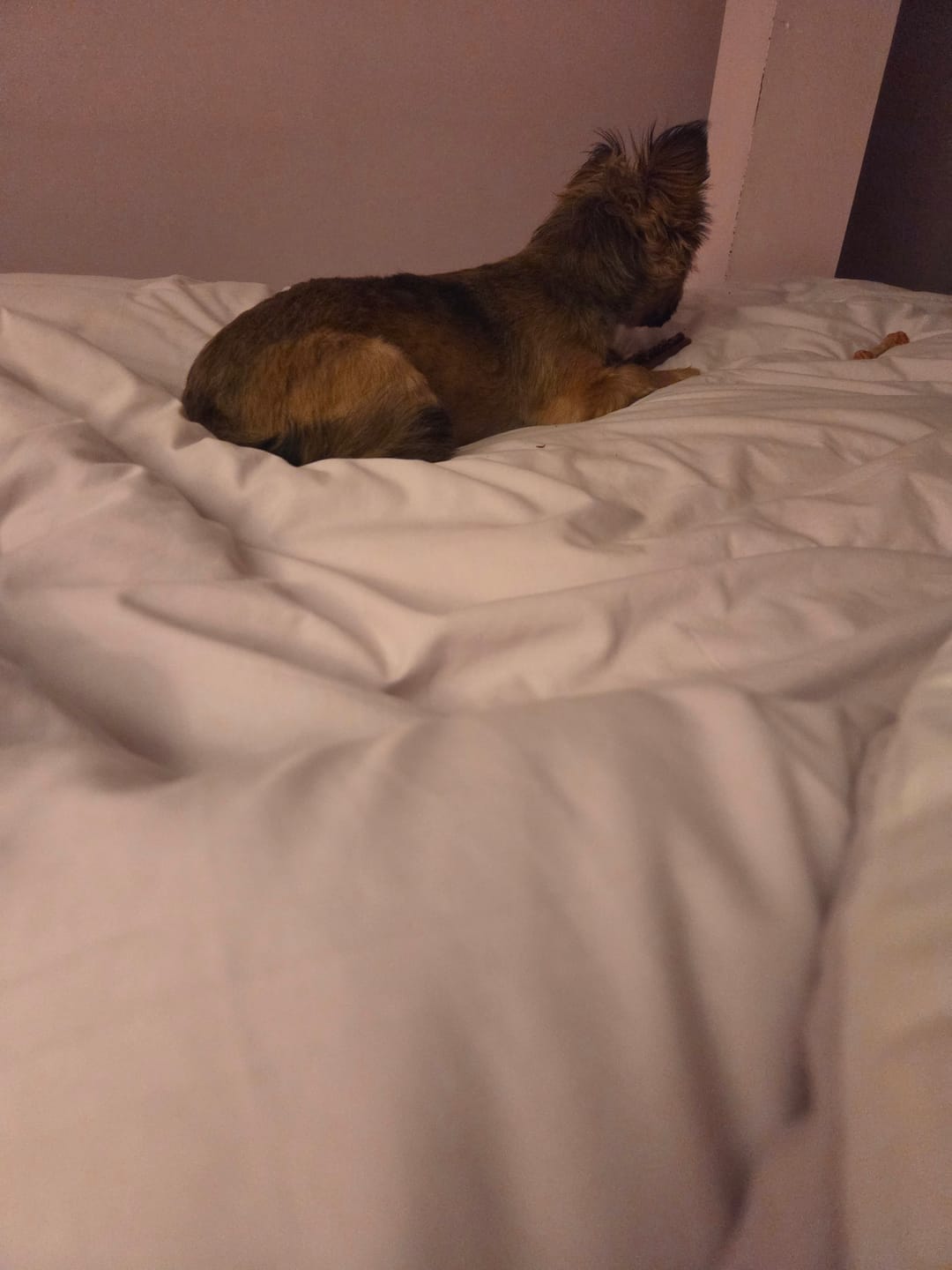 Customer photo review of Temperature Controlling Comforter