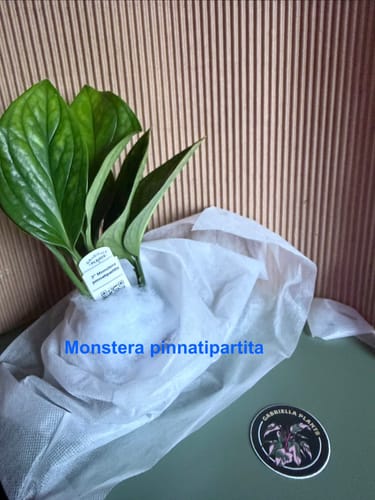 Customer's new Monstera pinnatipartita plant with healthy green leaves, still in its protective shipping wrap.