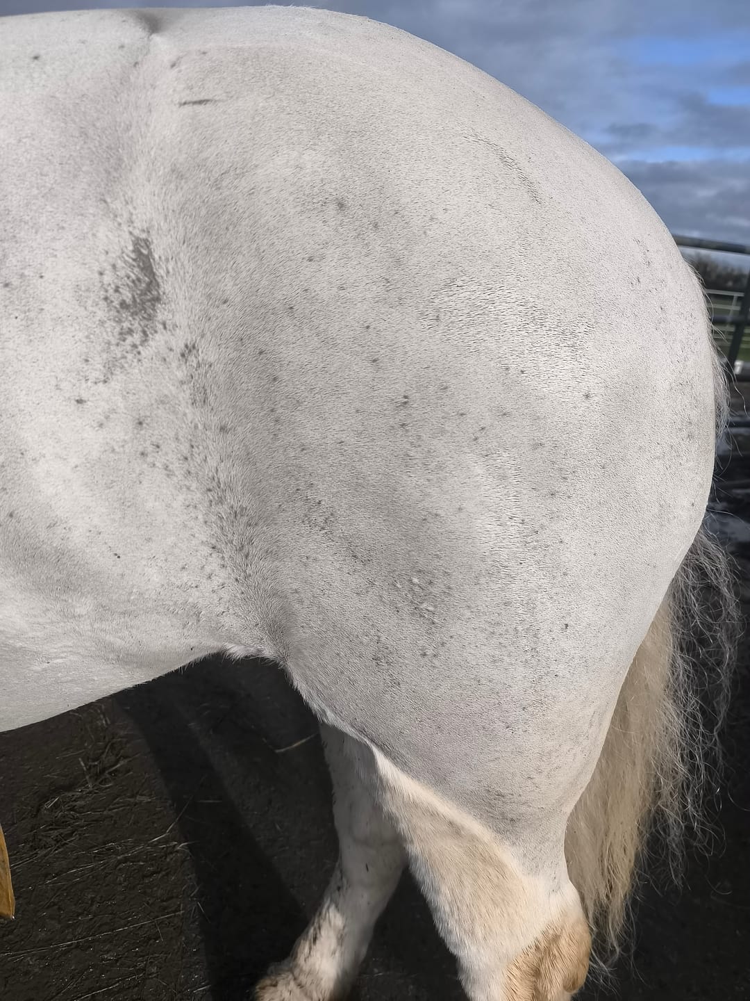 Customer photo review of Horse Gel