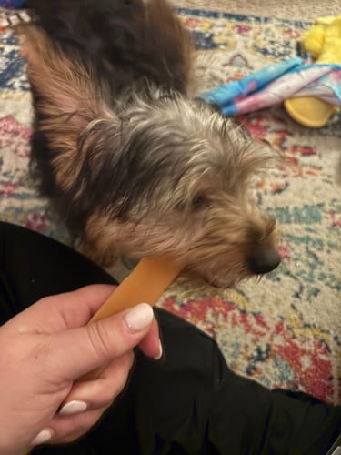 Customer's small, fluffy dog chewing on a Long-Lasting Yak Chew held by a person.
