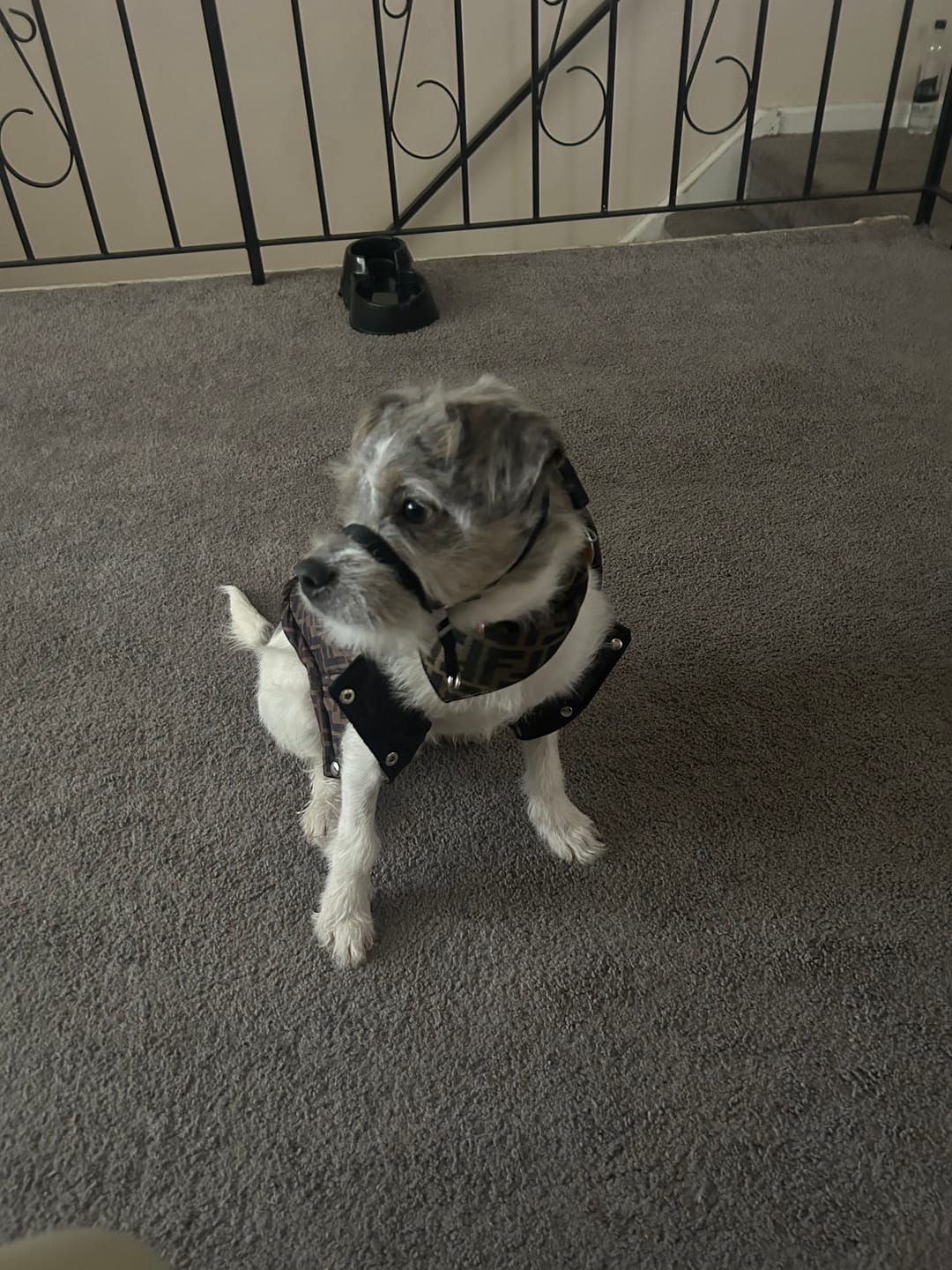 Customer photo review of Doggo Classic Viral Scarf