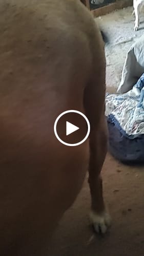 Customer video review of Petsmont Buddy Guard Large Dog