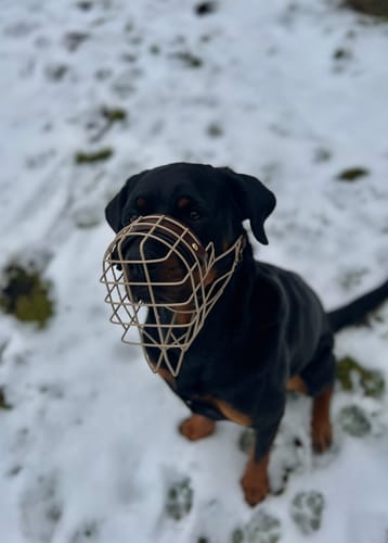 Customer photo review of „All in one“ Maulkorb