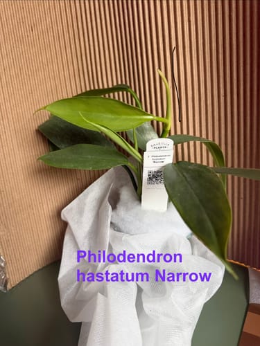 Customer's healthy Philodendron hastatum 'Narrow' plant with slender leaves, shown inside its shipping box upon arrival.