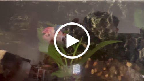 Customer video review of Female Giant Betta Fish