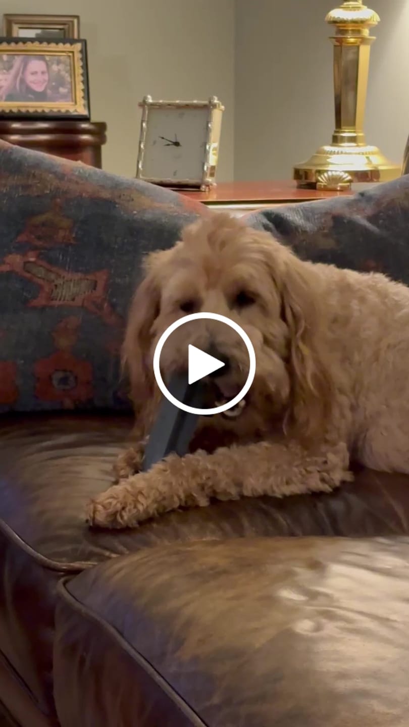 Customer video review of Blueberry Yak Chews