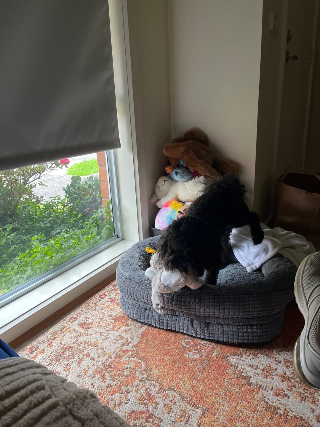 Customer photo review of Orthopedic Plush Dog Bed Soft Washable Pet Bed Grey Cosy Cushion