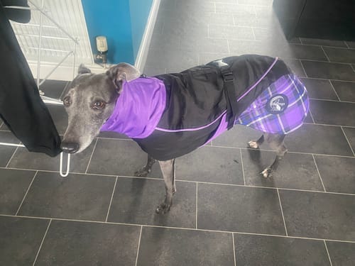 Customer photo review of Felton - Sighthound Coat with Underbelly and Harness Hole