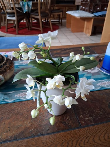 Kunde zeigt die weiße Bonsaiorchidee Nazare, die mit vielen üppigen Blüten auf einem Tisch steht.