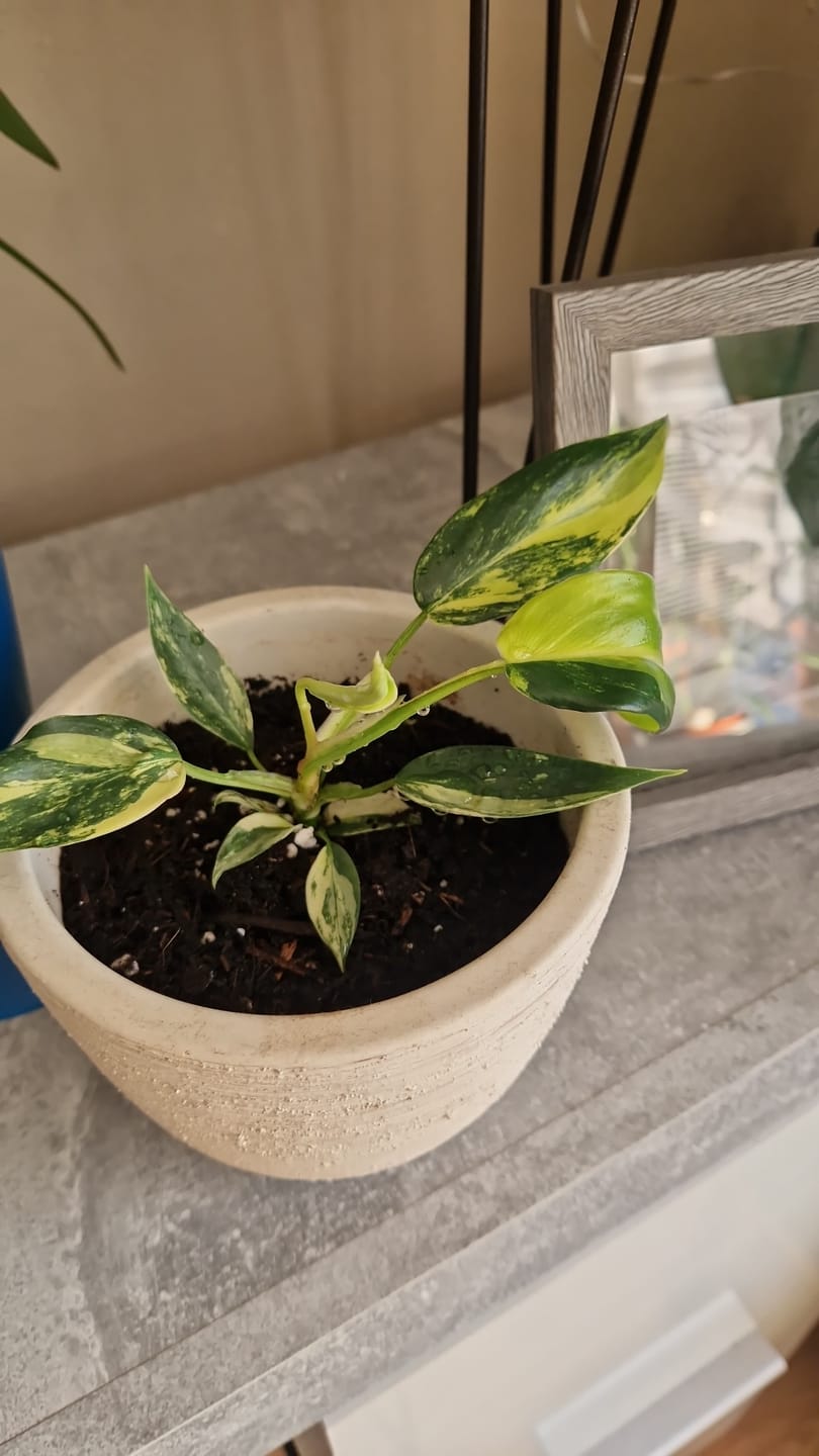 Customer photo review of PHILODENDRON FLORIDA BEAUTY