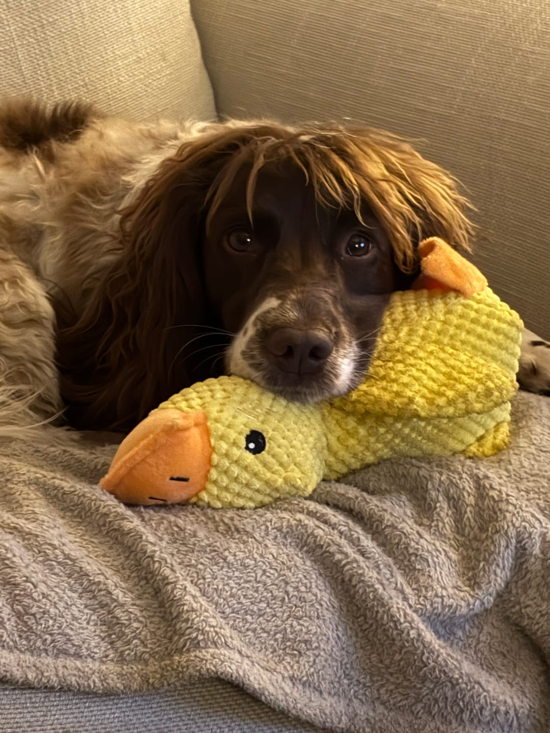 Customer photo review of [BEST SELLER] Calming Duck Dog Toy