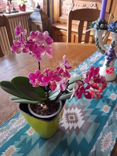 Rezensent zeigt die blühende Table Dance Chamonix Orchidee mit weinroten Blüten in einem grünen Topf auf einem Holztisch.
