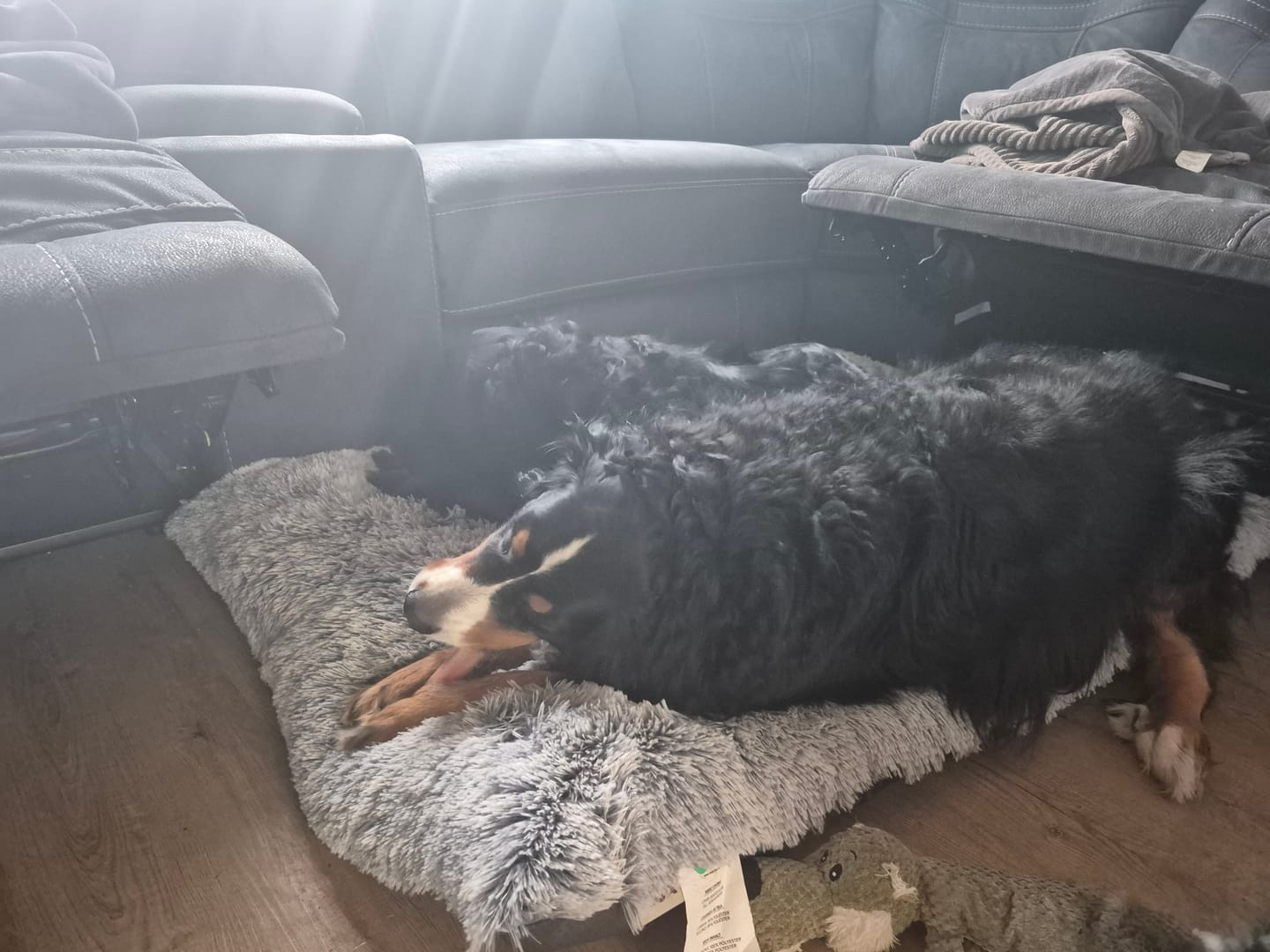 Customer photo review of Horizon Taiga - Nourriture pour chien économique 35 lbs