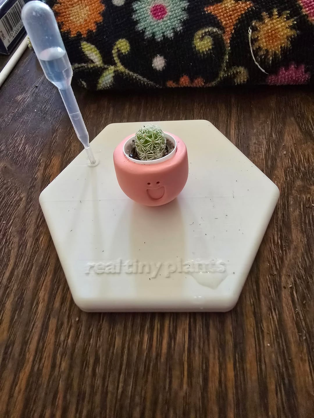 Customer photo review of LOL