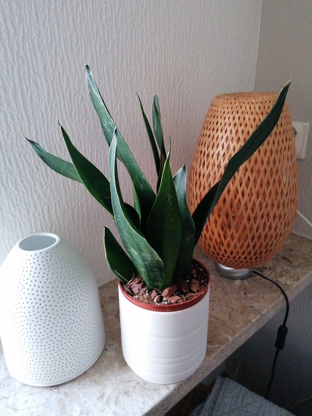Customer photo review of SANSEVIERIA BLACK DIAMOND
