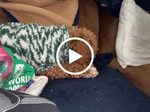 Customer video review of Long-Lasting Yak Chews — 4 Flavor Pack