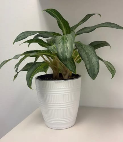 Reviewer's healthy Chinese Evergreen plant in a white pot after being successfully treated with the Houseplant Pest Spray.
