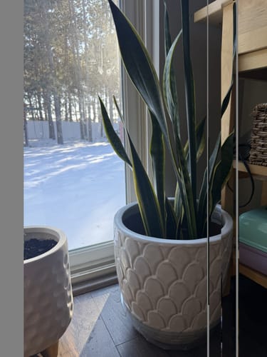 Reviewer's healthy snake plant in a decorative pot after treatment with the Houseplant Pest Spray.