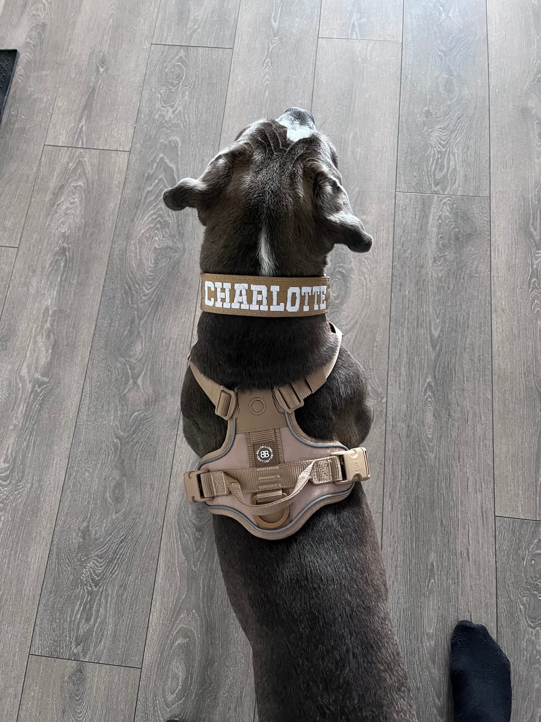 Customer photo review of Anti Pull Hurricane Harness Lighter | With Handle - Tan X Tan