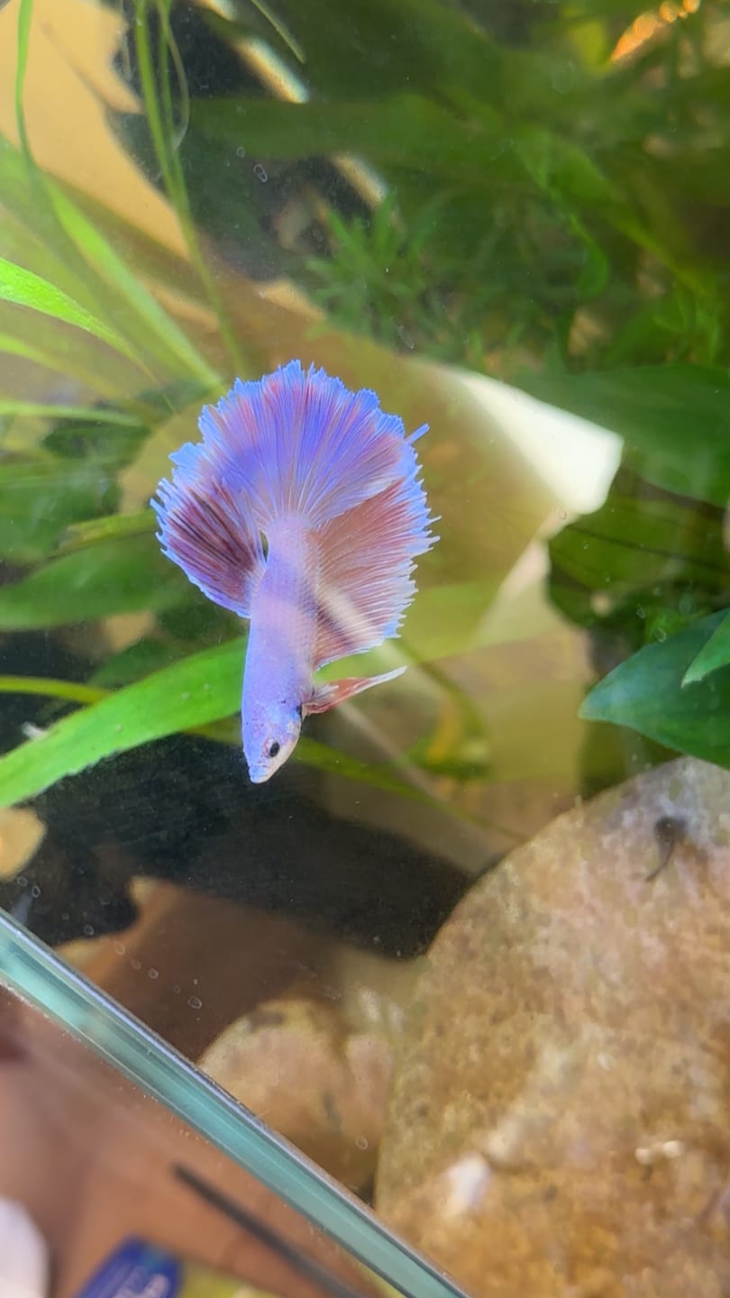 Customer photo review of Purple Halfmoon Male Betta Fish | Grower's Pick
