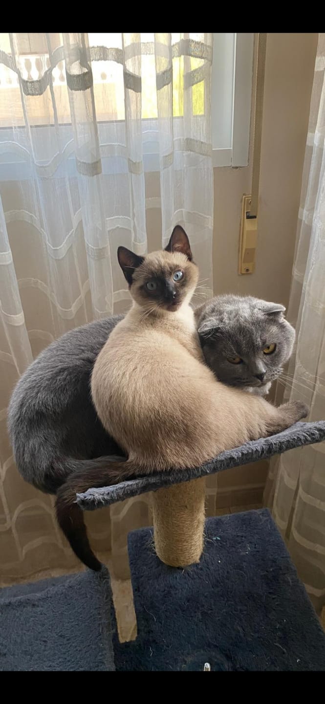 Customer photo review of Grain Free Cat Sterilized