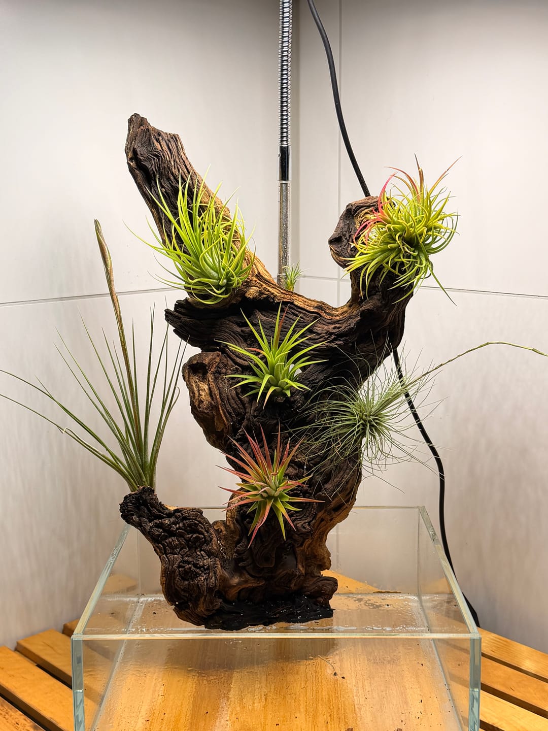 Customer photo review of Tillandsia argentea