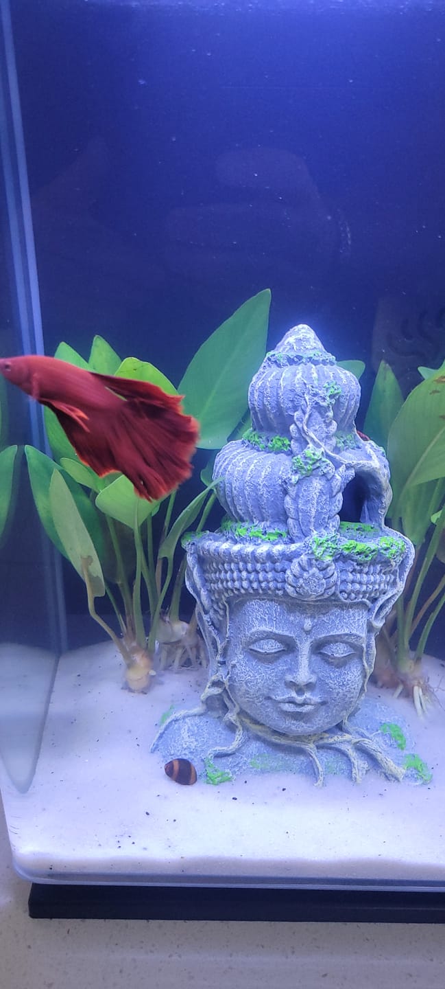 Customer photo review of Super Red Halfmoon Male Betta Fish